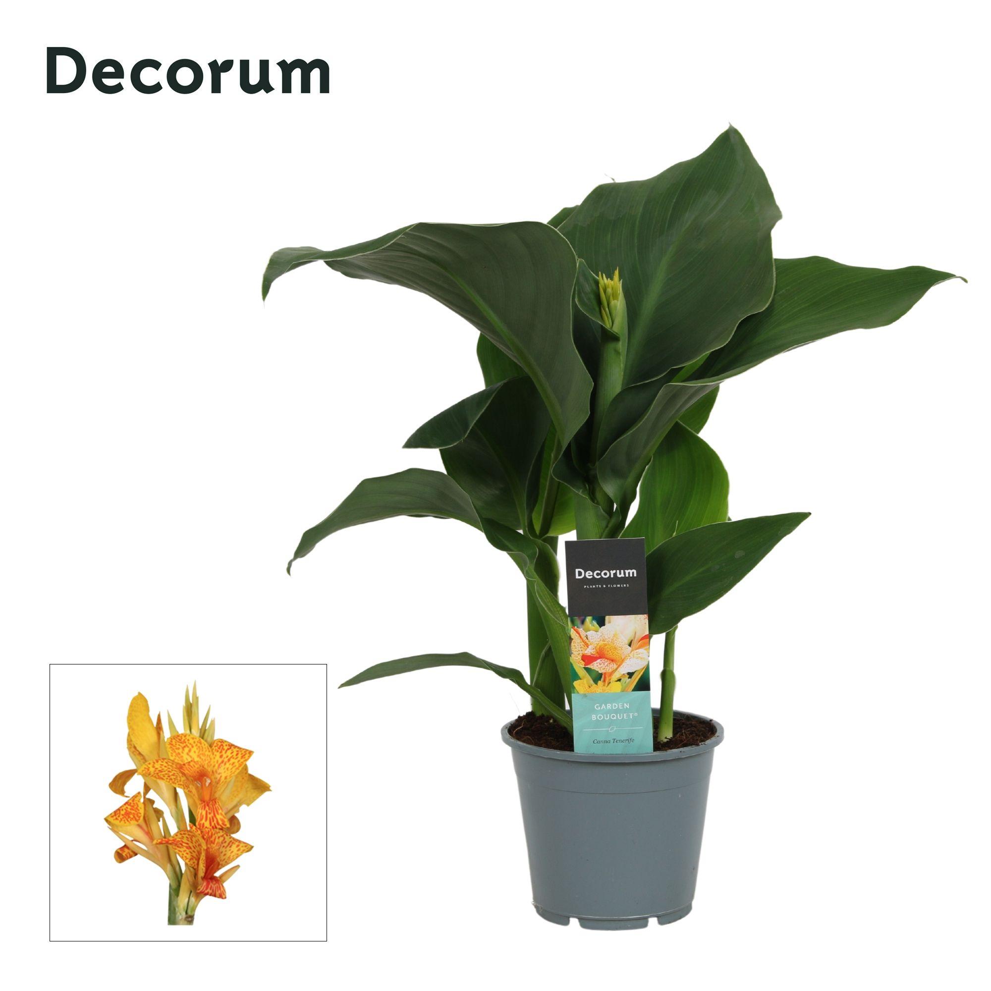 Горшечные цветы и растения оптом Canna Tenerife (decorum) от 7шт из Голландии с доставкой по России