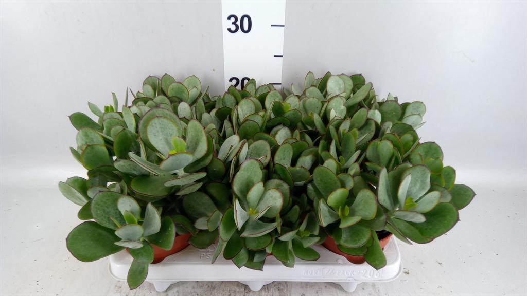 Горшечные цветы и растения оптом Cotyledon Undulata от 6шт из Голландии с доставкой по России