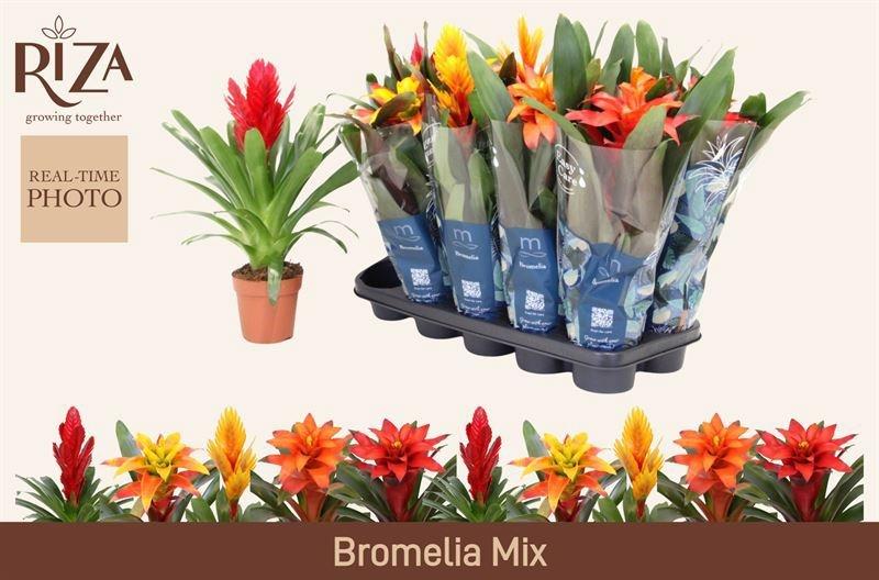 Горшечные цветы и растения оптом Bromelia Gem 6 Srt от 10шт из Голландии с доставкой по России