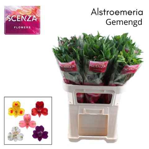 Срезанные цветы оптом Alstroemeria mix in bucket от 60шт из Голландии с доставкой по России