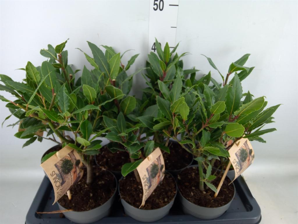 Горшечные цветы и растения оптом Laurus Nobilis от 7шт из Голландии с доставкой по России
