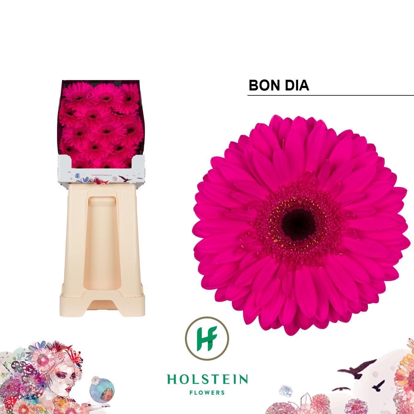 Срезанные цветы оптом Gerbera diamond bon dia от 45шт из Голландии с доставкой по России
