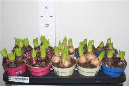 Горшечные цветы и растения оптом Hyacin Gem 3 Kl 3pp от 10шт из Голландии с доставкой по России