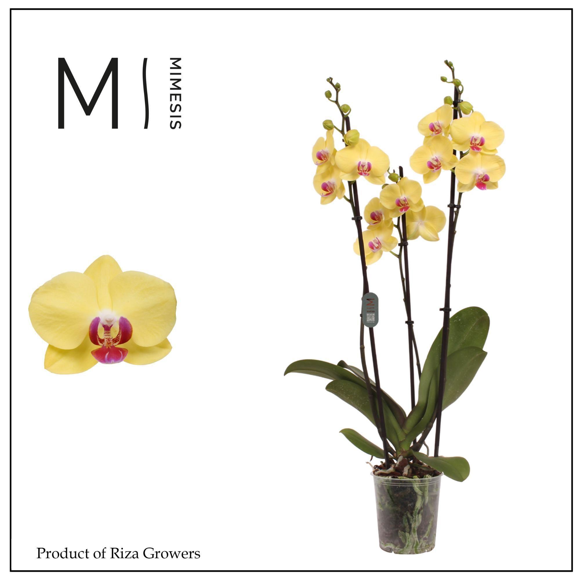 Горшечные цветы и растения оптом Phal 3st Miraflore 20+ (orchid Growers) от 8шт из Голландии с доставкой по России
