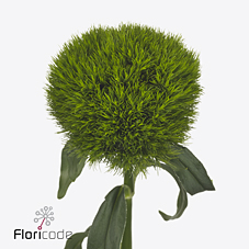 Срезанные цветы оптом Dianthus br kiwi mellow от 60шт из Голландии с доставкой по России
