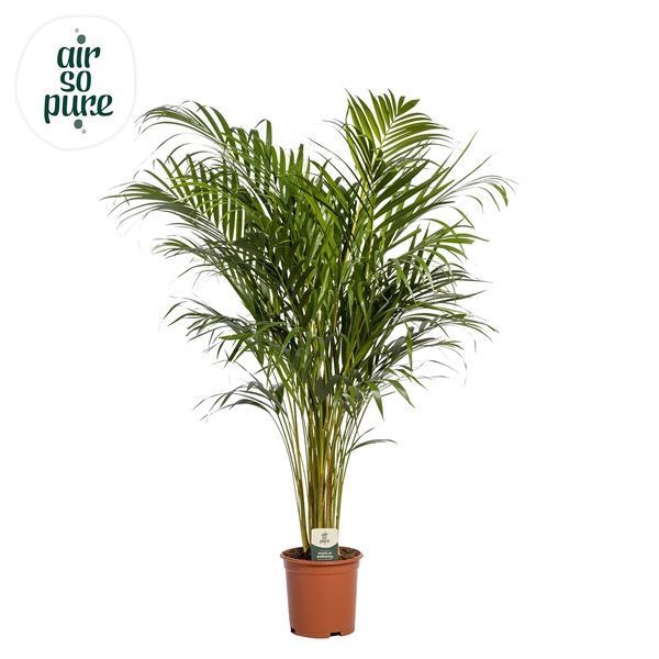 Горшечные цветы и растения оптом Dypsis Lutescens (air So Pure) от 1шт из Голландии с доставкой по России