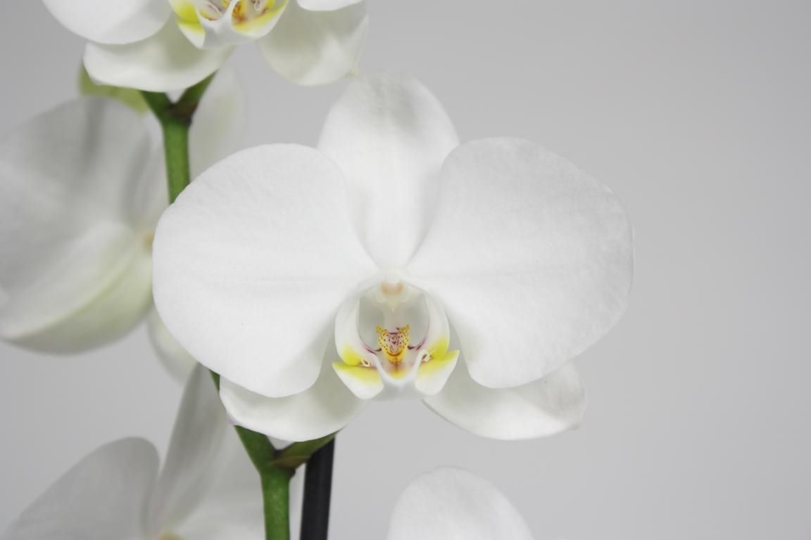 Горшечные цветы и растения оптом Phal 2st Pure Silk 18+(phalaenova) от 10шт из Голландии с доставкой по России