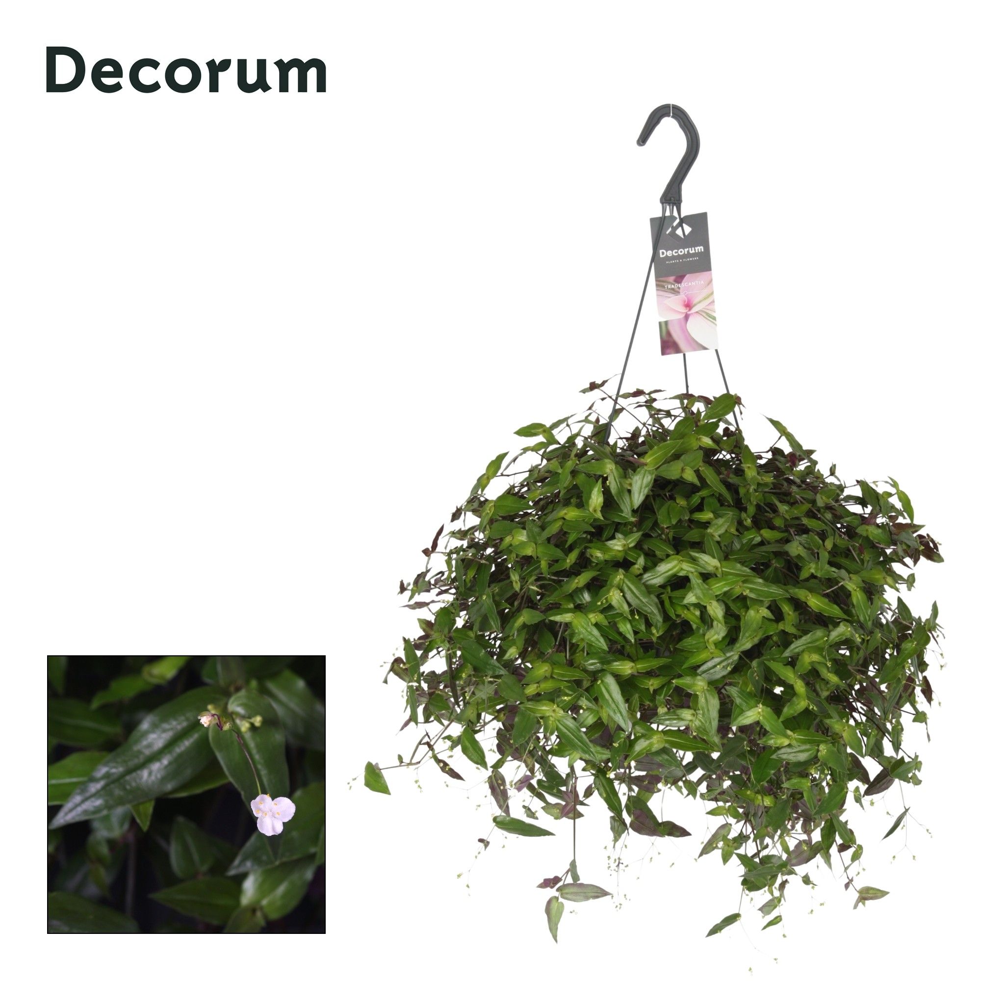Горшечные цветы и растения оптом Tradescantia Multiflora Hangpot от 5шт из Голландии с доставкой по России