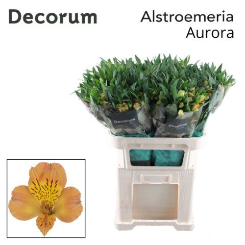 Срезанные цветы оптом Alstroemeria aurora от 50шт из Голландии с доставкой по России