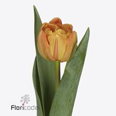 Срезанные цветы оптом Tulipa do lorenzo от 50шт из Голландии с доставкой по России