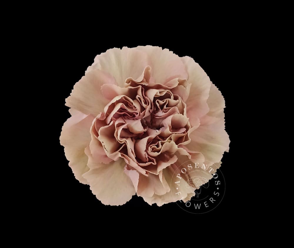 Срезанные цветы оптом Dianthus st honey от 80шт из Голландии с доставкой по России