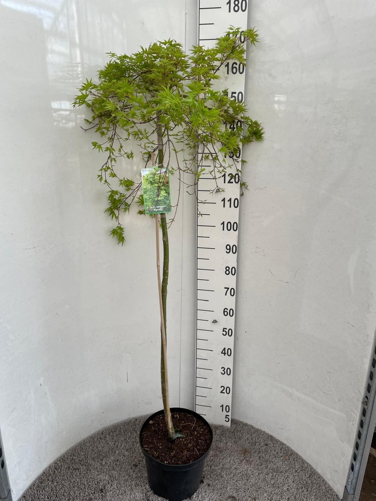 Горшечные цветы и растения оптом Acer Palm Dissectum от 1шт из Голландии с доставкой по России