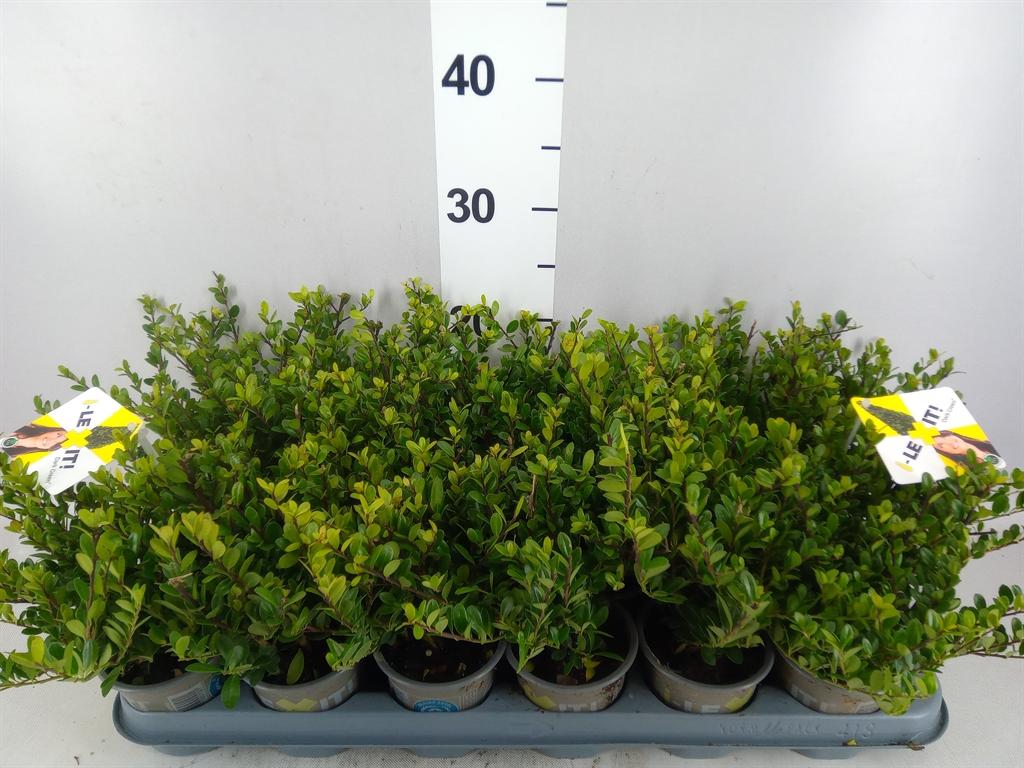 Горшечные цветы и растения оптом Ilex Crenata dark Green от 18шт (для телеги) из Голландии с доставкой по России