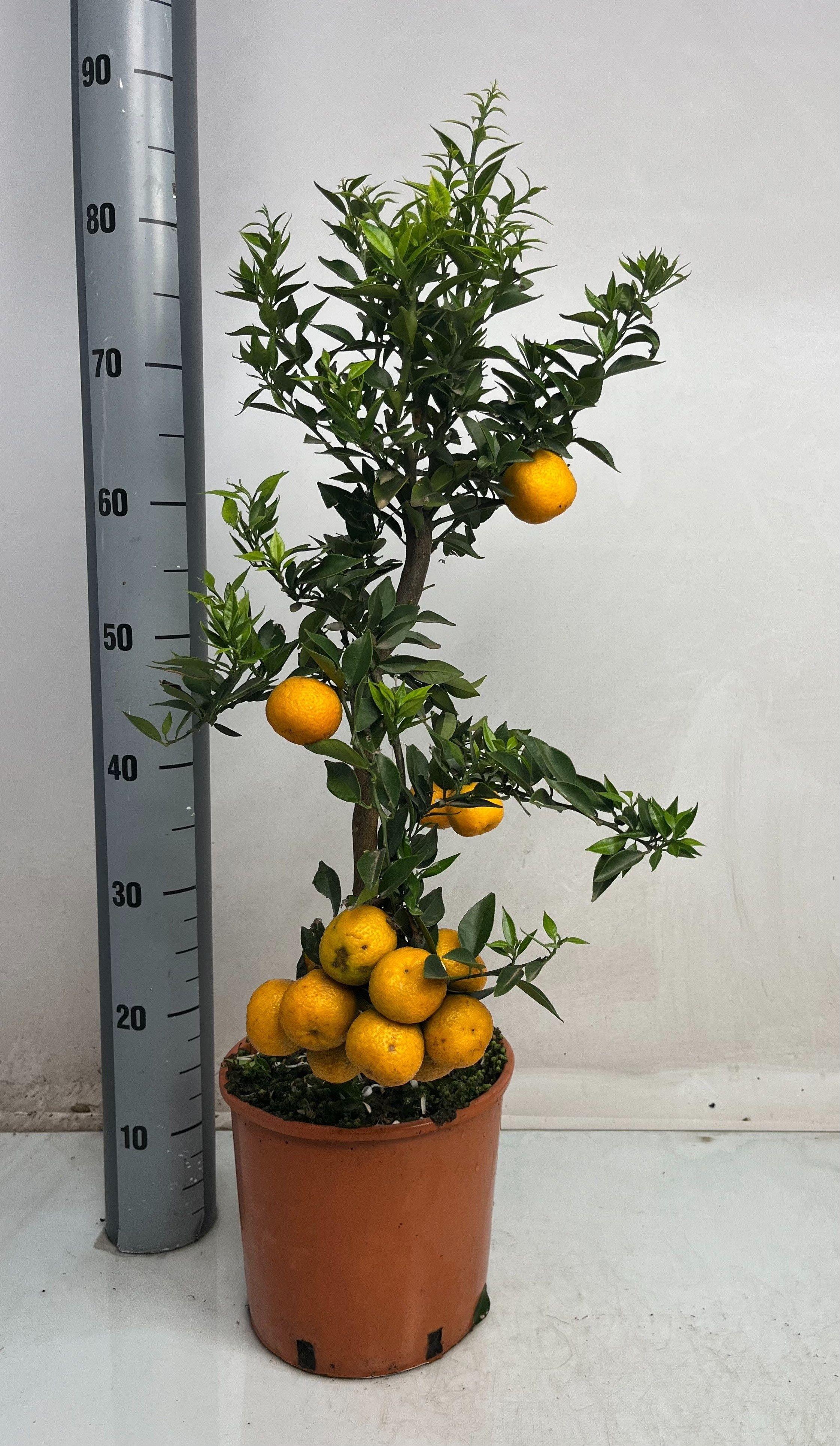 Горшечные цветы и растения оптом Citr Au Chinotto от 1шт (для телеги) из Голландии с доставкой по России