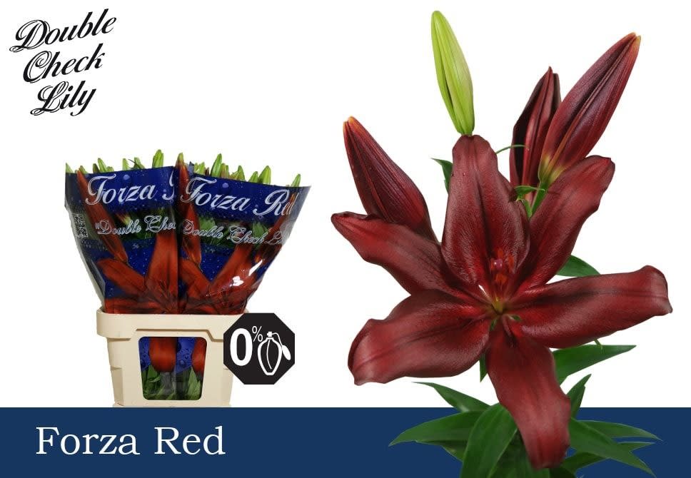 Срезанные цветы оптом Lilium la forza red от 60шт из Голландии с доставкой по России