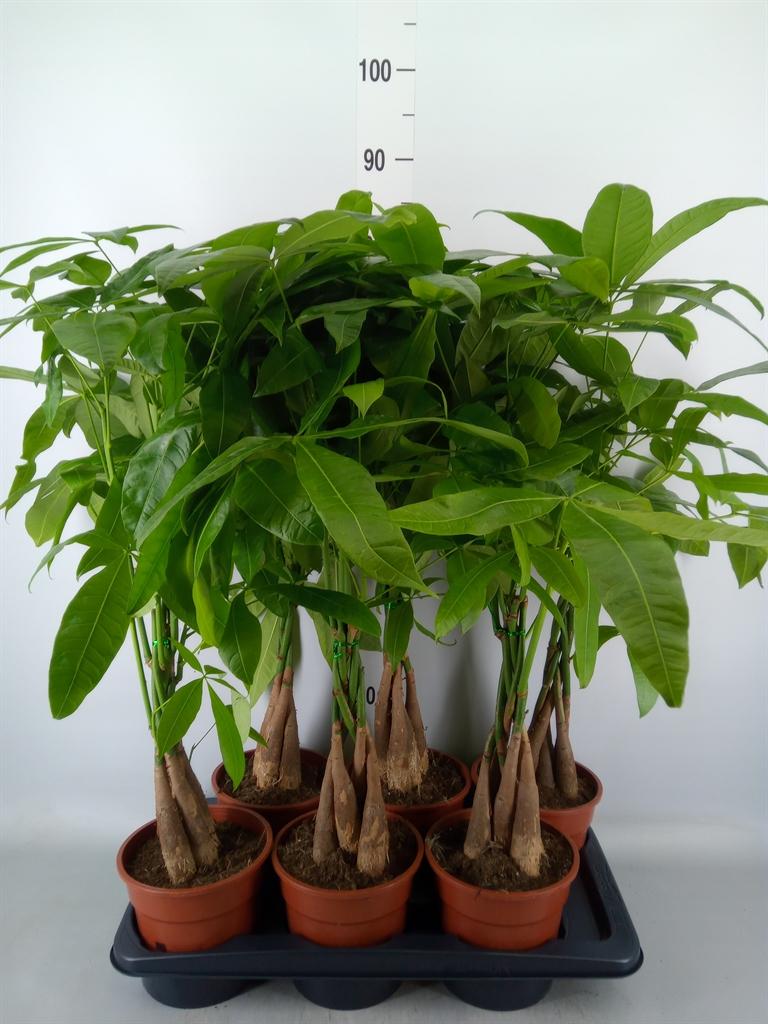 Горшечные цветы и растения оптом Pachira Aquatica от 6шт из Голландии с доставкой по России