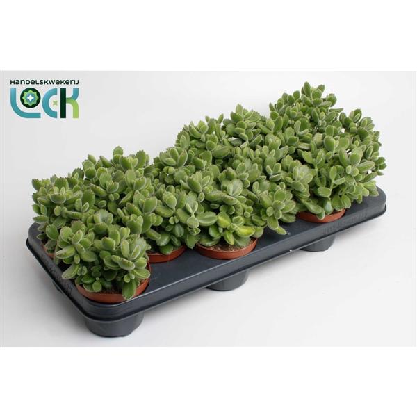 Горшечные цветы и растения оптом Cotyledon Ladismithiensis от 12шт из Голландии с доставкой по России