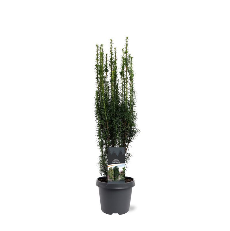 Горшечные цветы и растения оптом Taxus Bacc Fastigiata от 1шт из Голландии с доставкой по России