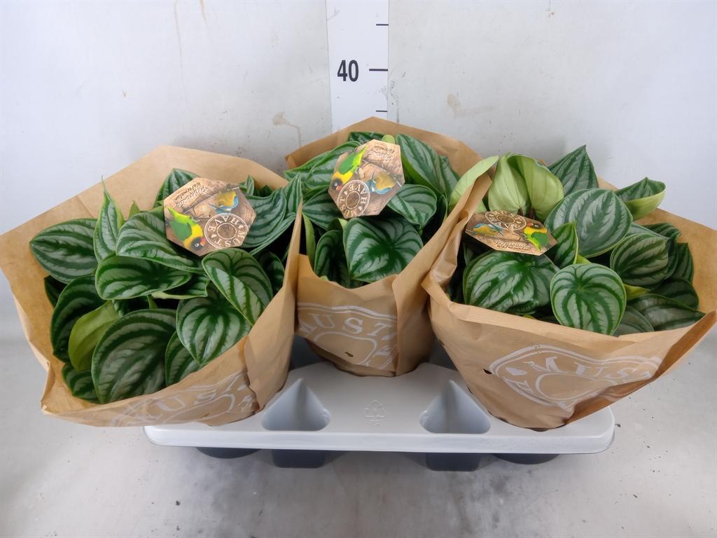 Горшечные цветы и растения оптом Peperomia Argyreia от 3шт из Голландии с доставкой по России