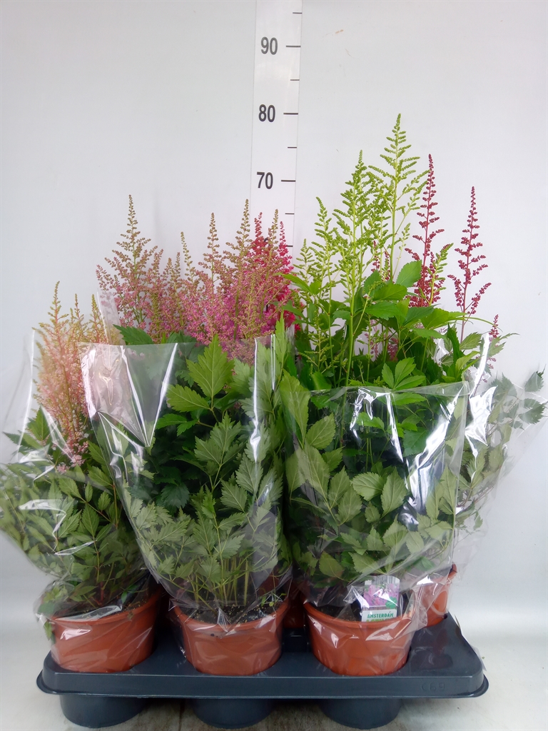 Горшечные цветы и растения оптом Astilbe   ...mix 3 от 6шт из Голландии с доставкой по России