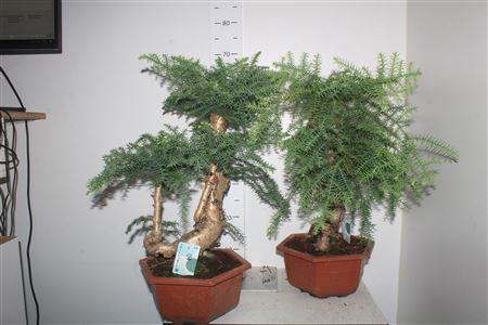 Горшечные цветы и растения оптом Bons Araucaria Cunninghamii In Hexagon Pot 30 Cm от 1шт из Голландии с доставкой по России