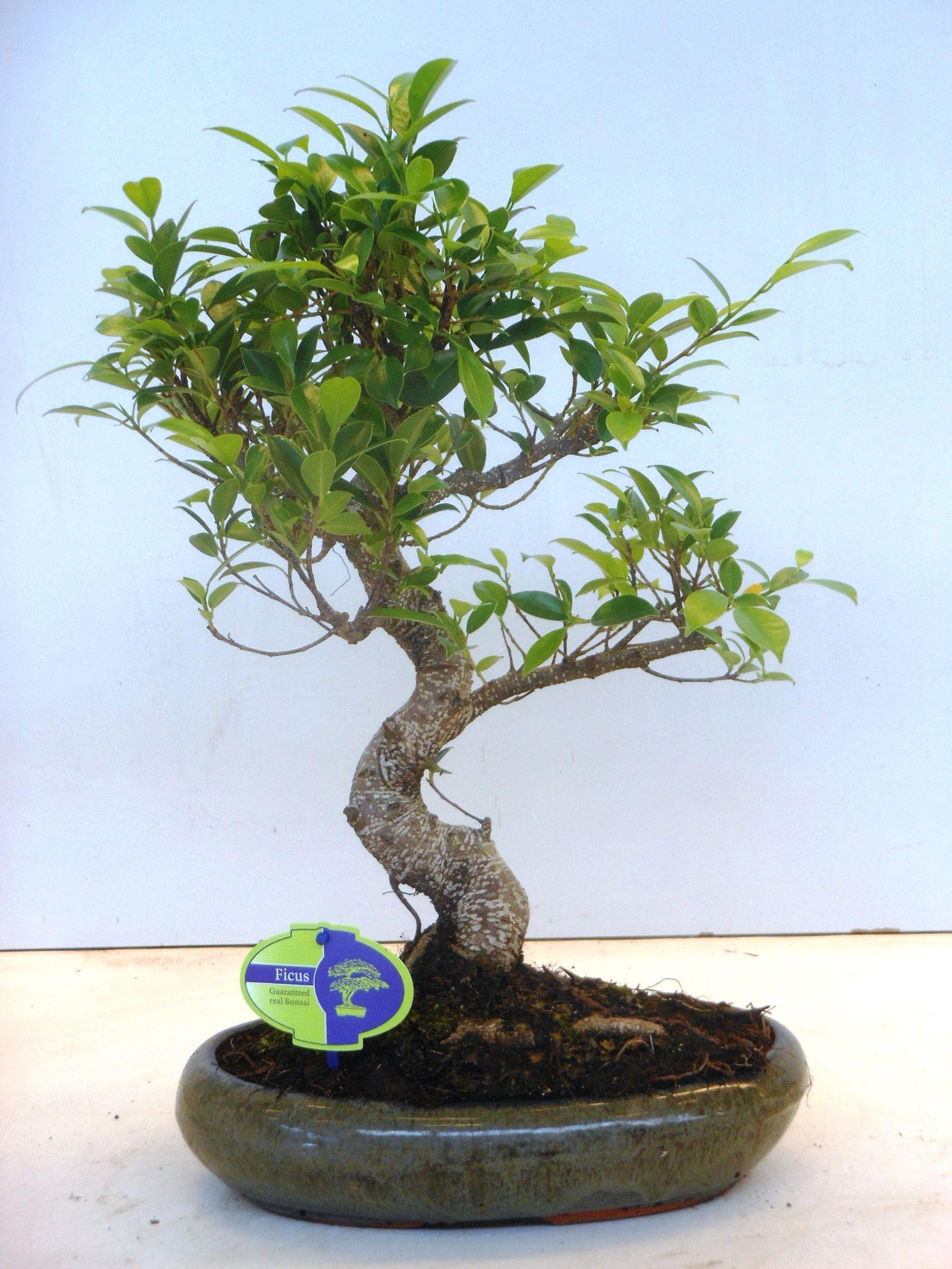 Горшечные цветы и растения оптом Bonsai Ficus Retusa Shape, Without Drip Tray от 2шт из Голландии с доставкой по России
