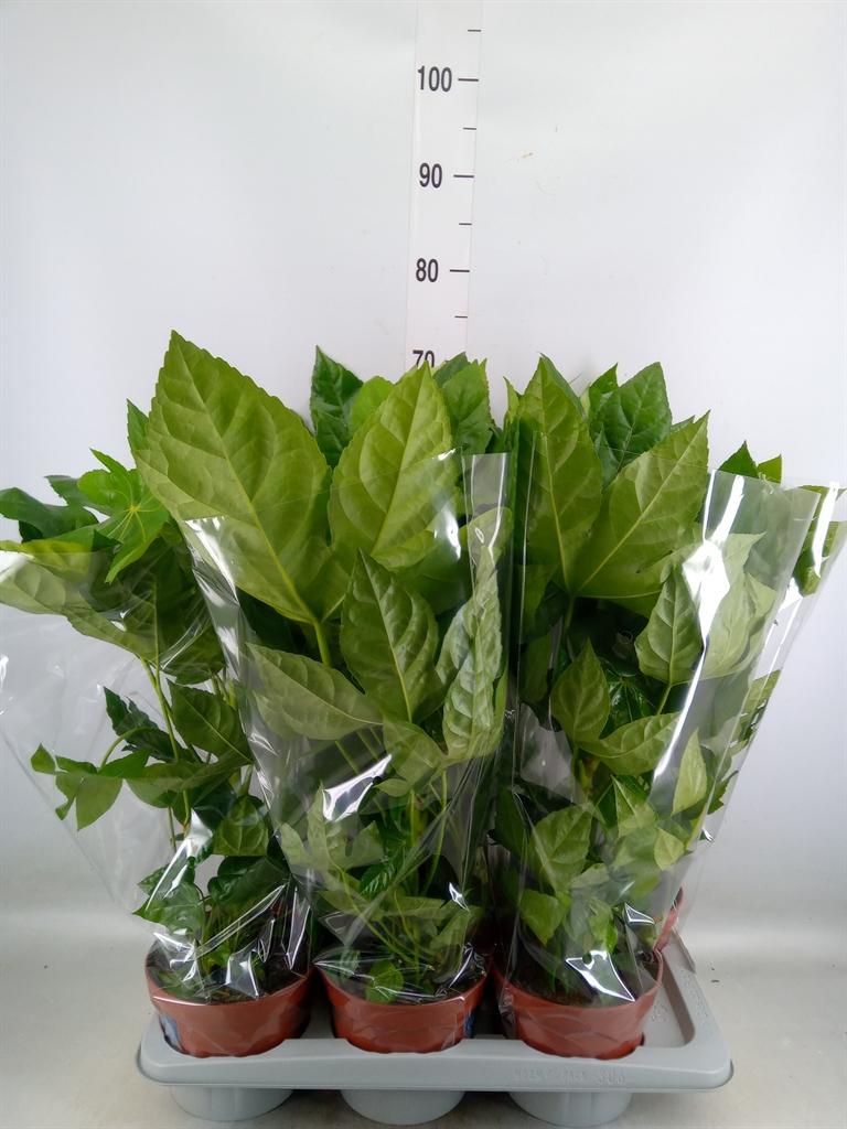 Горшечные цветы и растения оптом Fatsia Japonica   ... от 6шт из Голландии с доставкой по России