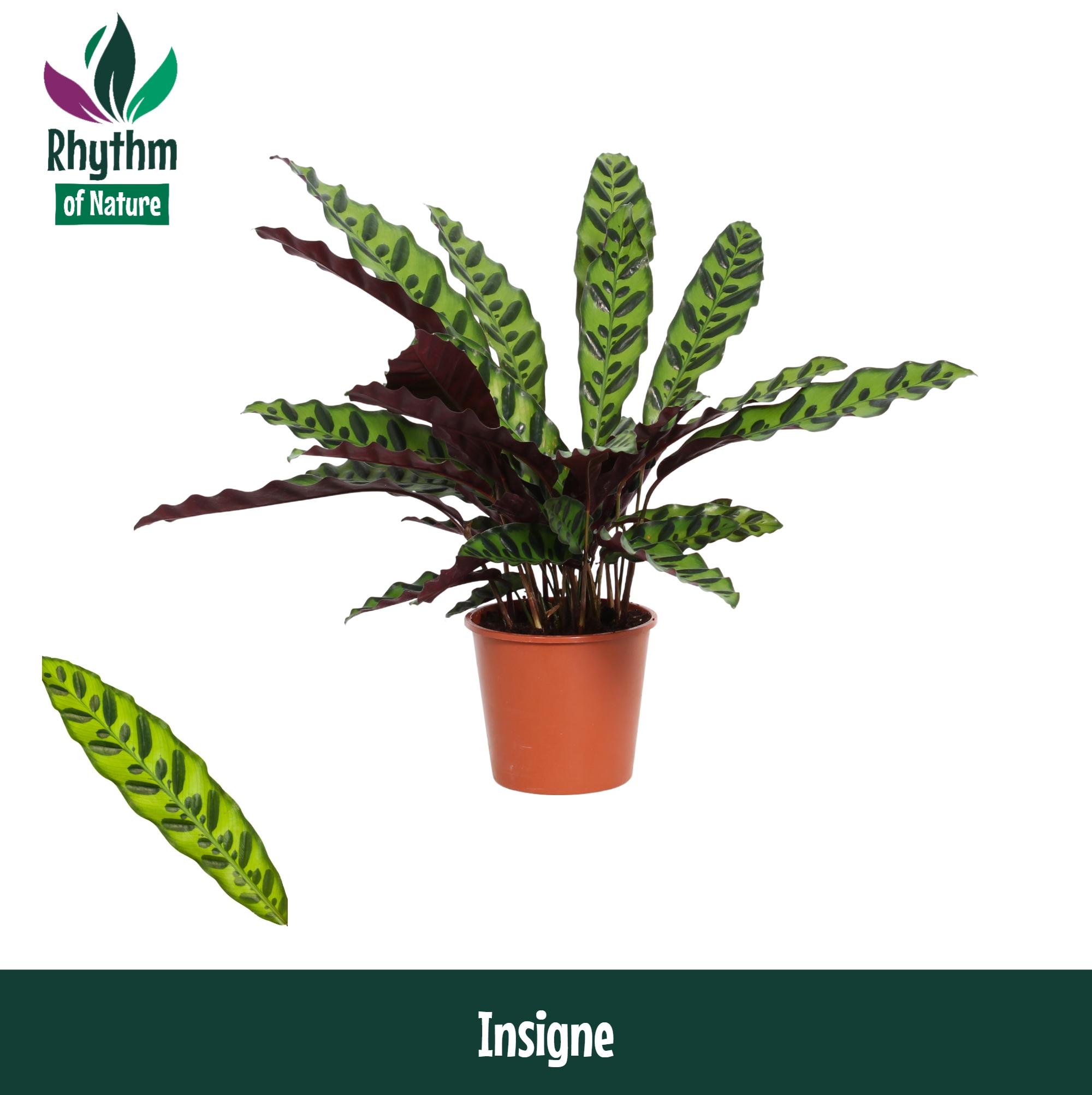 Горшечные цветы и растения оптом Calathea Insigne от 8шт из Голландии с доставкой по России