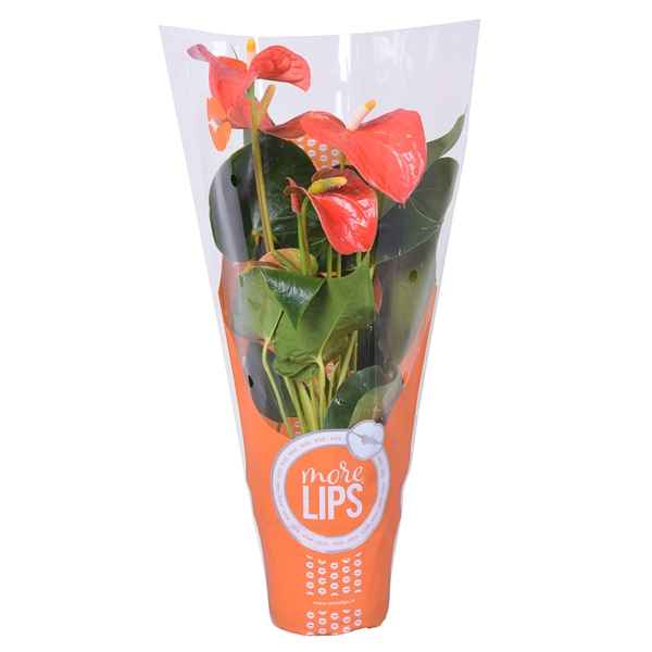 Горшечные цветы и растения оптом Anth An Orange Champion 4+ Morelips In Showhoes от 10шт из Голландии с доставкой по России