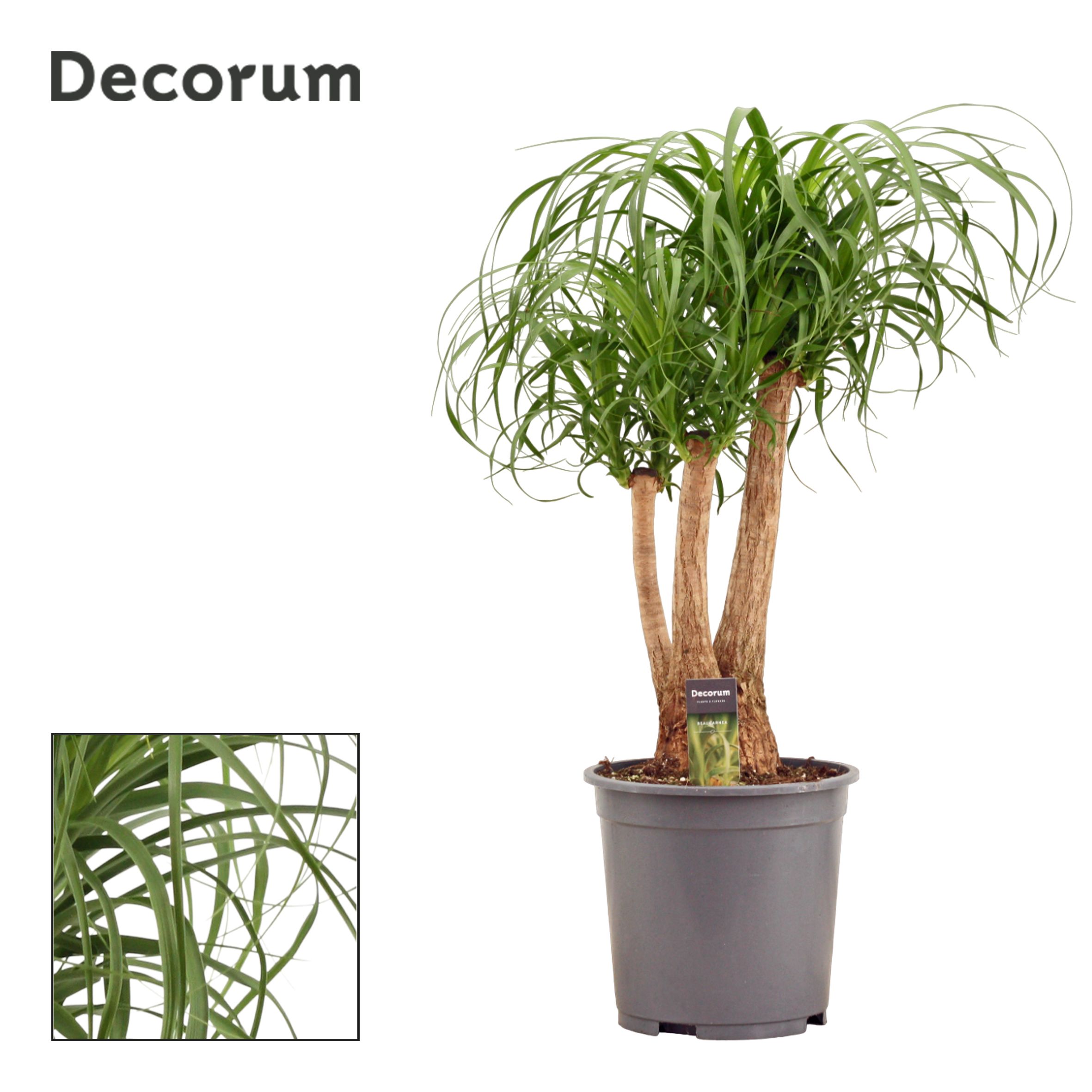 Горшечные цветы и растения оптом Beaucarnea Branched (decorum) от 1шт из Голландии с доставкой по России