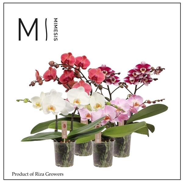 Горшечные цветы и растения оптом Phal 2st Spirit Mix 16+ (orchid Growers) от 6шт из Голландии с доставкой по России
