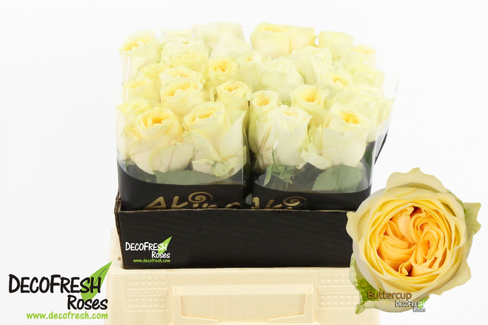 Срезанные цветы оптом Rosa large buttercup от 30шт из Голландии с доставкой по России