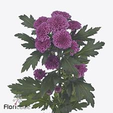 Срезанные цветы оптом Chrys sa kismo pink от 225шт из Голландии с доставкой по России