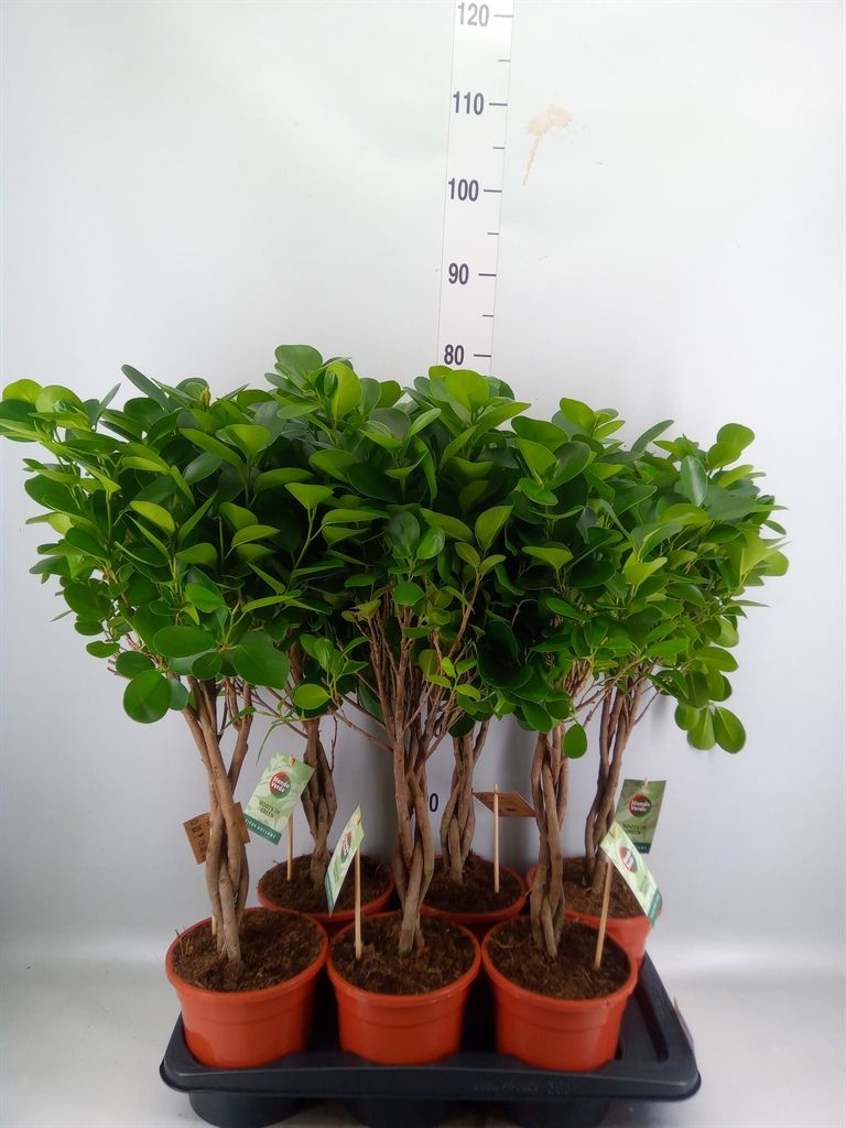 Горшечные цветы и растения оптом Ficus Moclame Twisted от 6шт из Голландии с доставкой по России