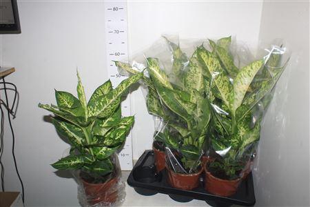 Горшечные цветы и растения оптом Dieffenbachia Mars от 6шт из Голландии с доставкой по России