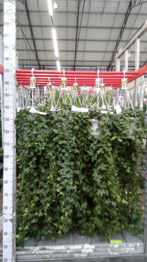 Горшечные цветы и растения оптом Hedera Helix pittsburgh от 1шт из Голландии с доставкой по России