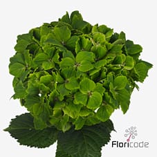 Срезанные цветы оптом Hydrangea mag rhapsody от 10шт из Голландии с доставкой по России