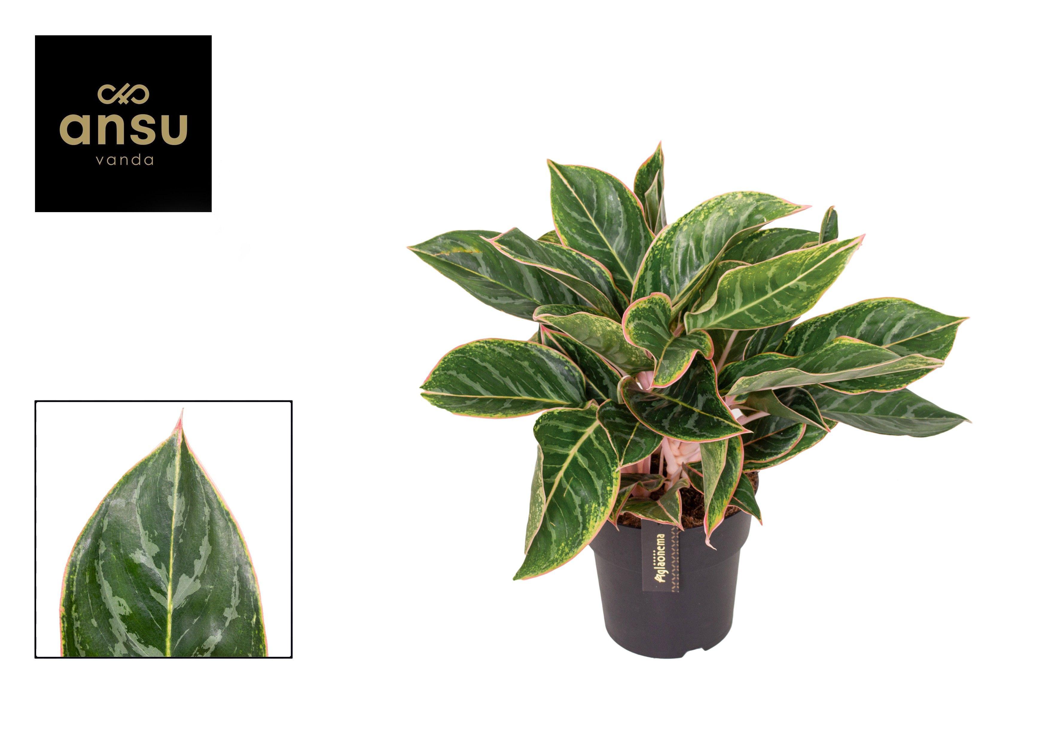 Горшечные цветы и растения оптом Aglaonema Jungle Shadows от 3шт из Голландии с доставкой по России