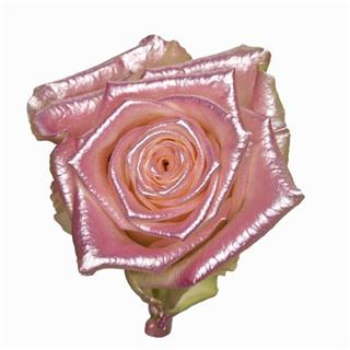 Срезанные цветы оптом Rosa la paint baby satin pink (R82) от 20шт из Голландии с доставкой по России