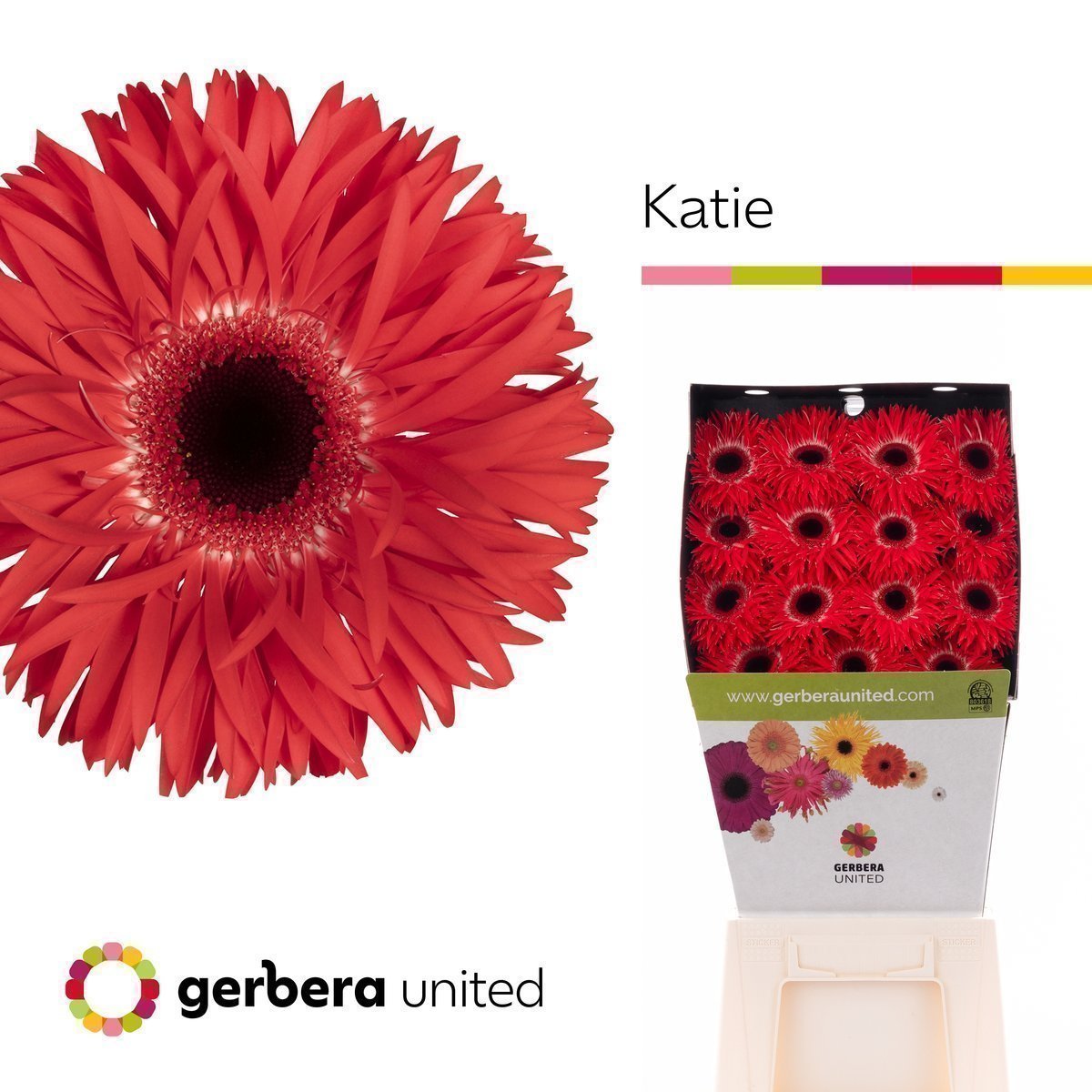 Срезанные цветы оптом Gerbera diamond gerspider katie+ от 15шт из Голландии с доставкой по России