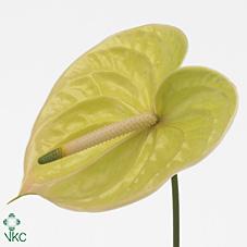 Срезанные цветы оптом Anthurium marysia от 10шт из Голландии с доставкой по России