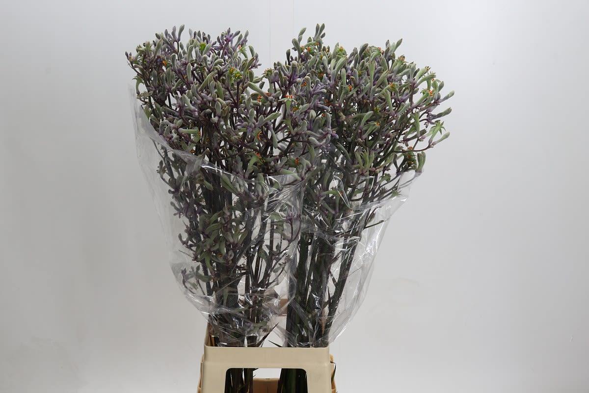 Срезанные цветы оптом Anigozanthos lilac queen от 40шт из Голландии с доставкой по России
