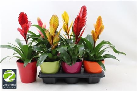 Горшечные цветы и растения оптом Vries Gem 6 Srt In Keramiek Pot от 6шт из Голландии с доставкой по России