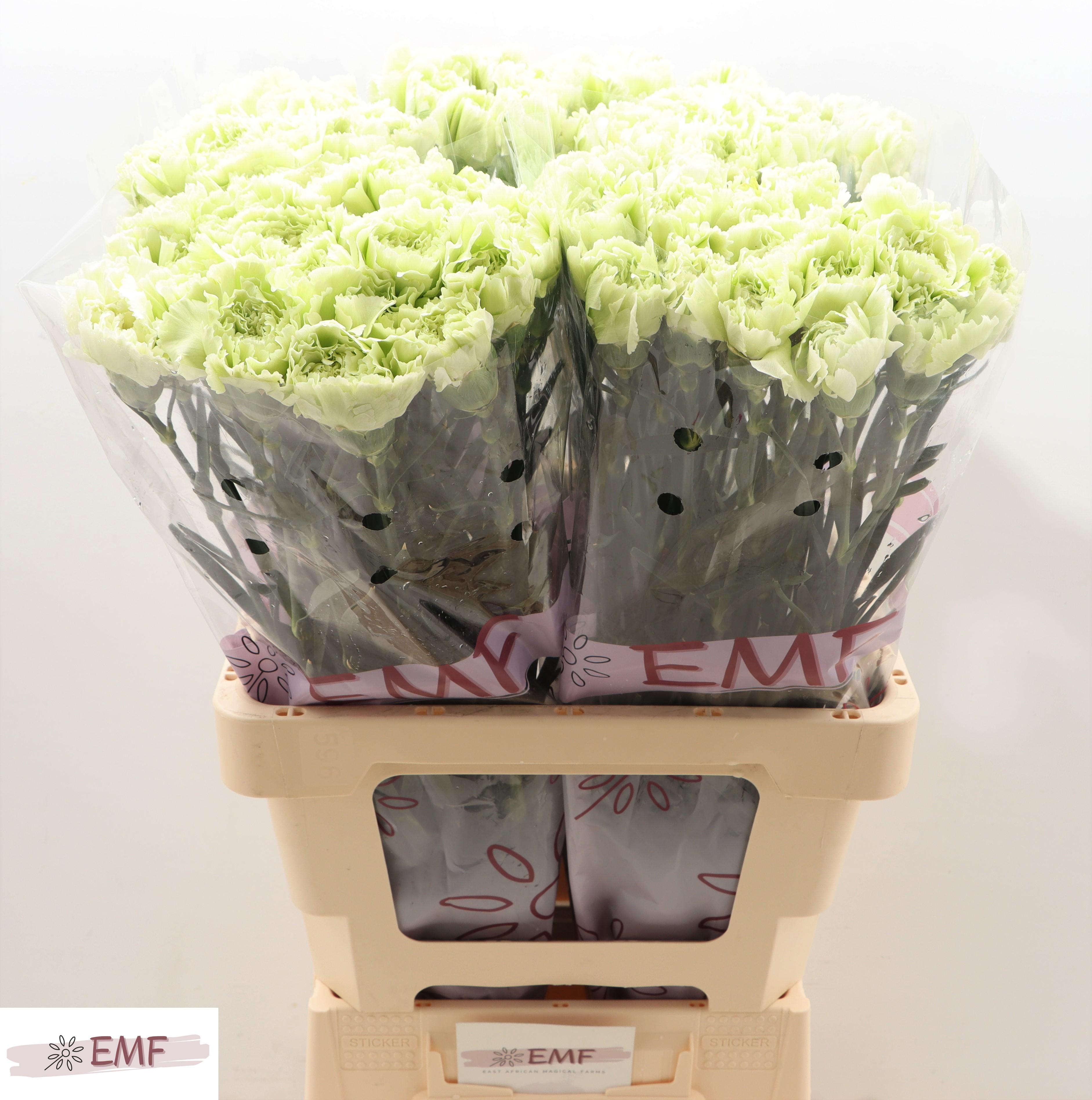 Срезанные цветы оптом Dianthus st prado mint от 80шт. из Голландии с доставкой по России