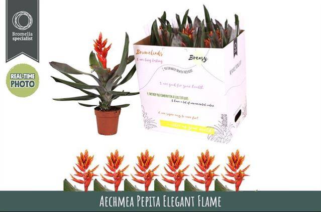 Горшечные цветы и растения оптом Aechmea Pepita Elegant Flames от 6шт из Голландии с доставкой по России