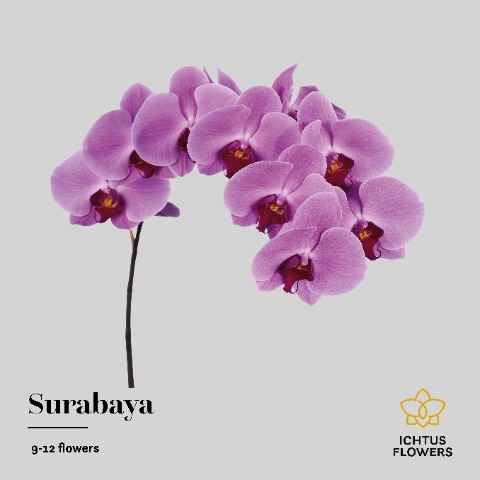 Срезанные цветы оптом Phalaenopsis surabaya (per stem) от 10шт. из Голландии с доставкой по России