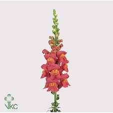 Срезанные цветы оптом Antirrhinum potomac pink от 60шт из Голландии с доставкой по России