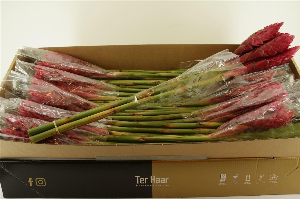 Срезанные цветы оптом Alpinia red от 50шт из Голландии с доставкой по России