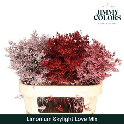 Срезанные цветы оптом Limonium paint mix love от 75шт из Голландии с доставкой по России