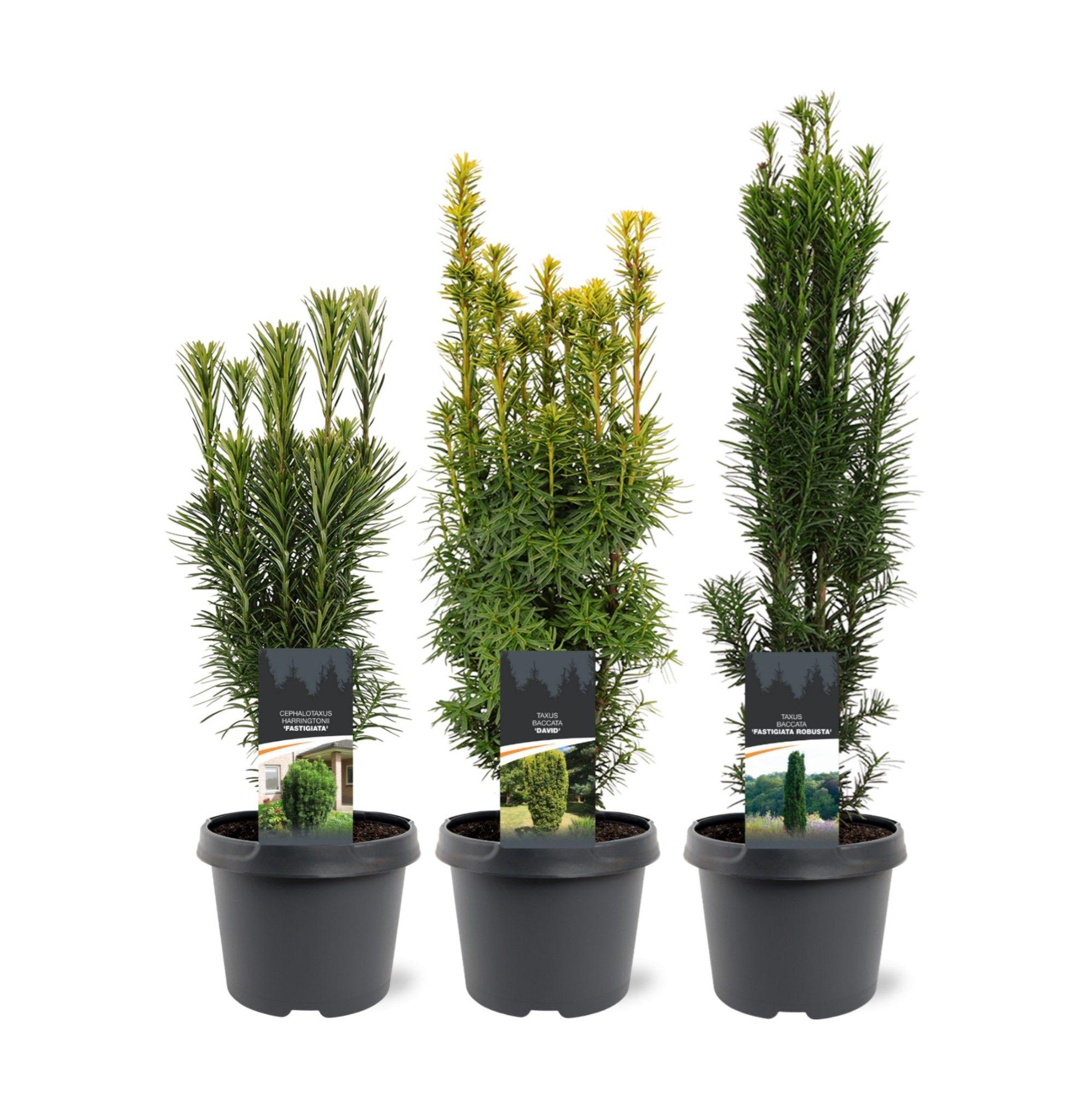 Горшечные цветы и растения оптом Taxus Up-growing Mix C3 (mix Kan Afwijken Van De F от 1шт из Голландии с доставкой по России